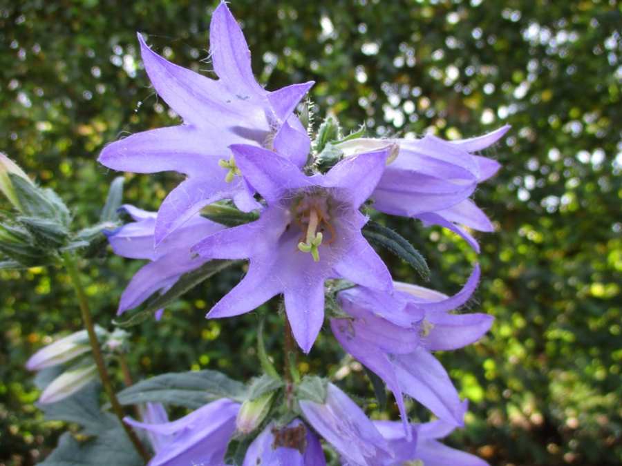 Bellflower | MSD